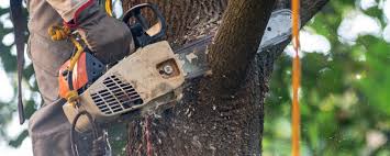 How Our Tree Care Process Works  in  Old Orchard, PA